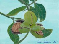 Грецкий орех